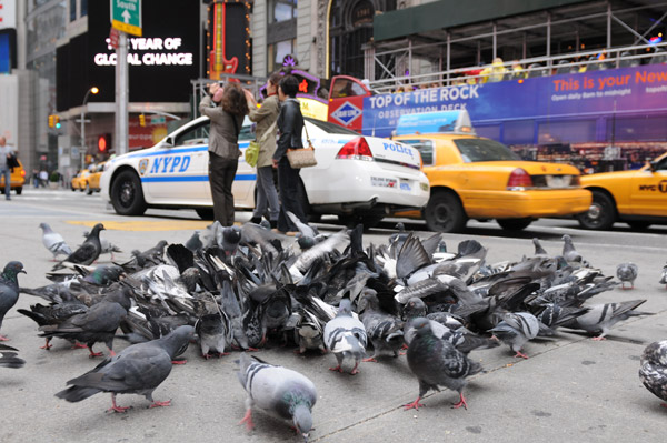 Schwarm Tauben in einer amerikanischen Großstadt